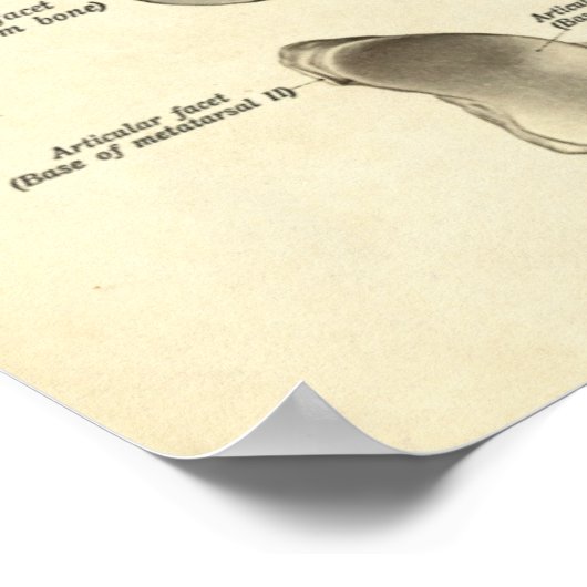  anatomie Afdrukken Botten van voet Poster (Hoek)