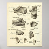 anatomie Afdrukken Botten van voet Poster (Voorkant)