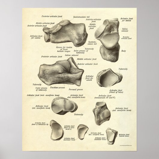  anatomie Afdrukken Botten van voet Poster (Voorkant)