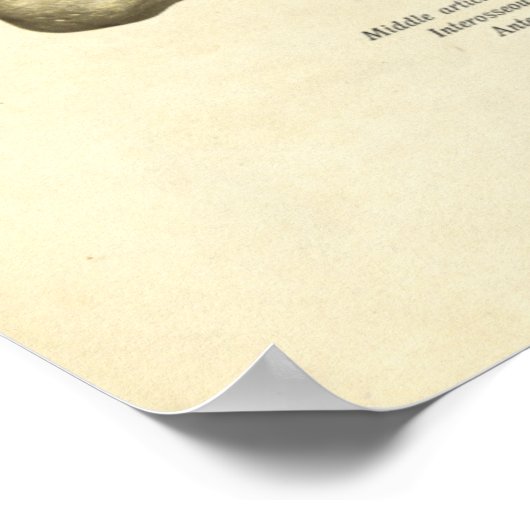  anatomie Afdrukken Botten van voet Poster (Hoek)