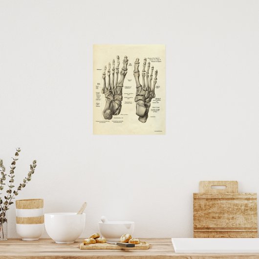  anatomie Afdrukken Botten van voet Poster (Keuken)