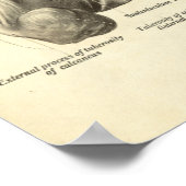  anatomie Afdrukken Botten van voet Poster (Hoek)