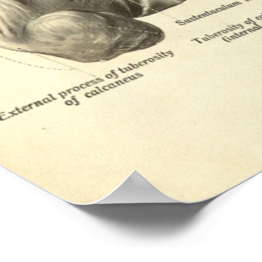  anatomie Afdrukken Botten van voet Poster (Hoek)