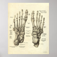 anatomie Afdrukken Botten van voet