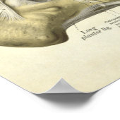 anatomie Afdrukken Botten van voet Poster (Hoek)