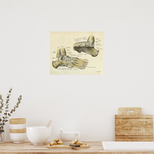 anatomie Afdrukken Botten van voet Poster (Keuken)
