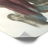 Anatomie Afdrukken buik- en bekkenspieren Poster (Hoek)