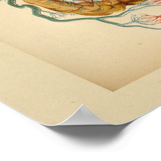 anatomie Afdrukken Hartaarten Veinen Poster (Hoek)