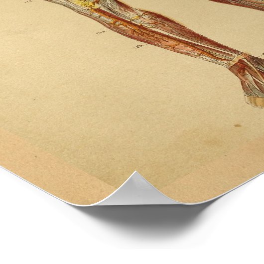  anatomie Afdrukken Hartaarten Veinen Poster (Hoek)