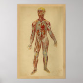  anatomie Afdrukken Hartaarten Veinen Poster (Voorkant)