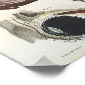  anatomie afdrukken poster (Hoek)