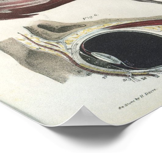 anatomie afdrukken poster (Hoek)