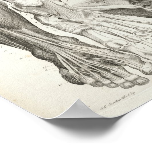  anatomie Afdrukken Skelet Spine Beenspieren Poster (Hoek)