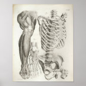  anatomie Afdrukken Skelet Spine Beenspieren Poster (Voorkant)
