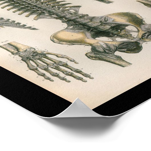  anatomie Afdrukken Spinale Botten Poster (Hoek)