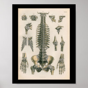 anatomie Afdrukken Spinale Botten Poster