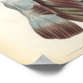 Anatomie afdrukken van borst- en schouderspieren poster (Hoek)