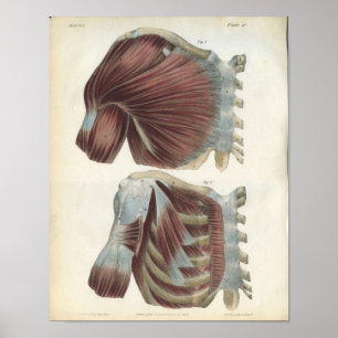Anatomie afdrukken van borst- en schouderspieren poster