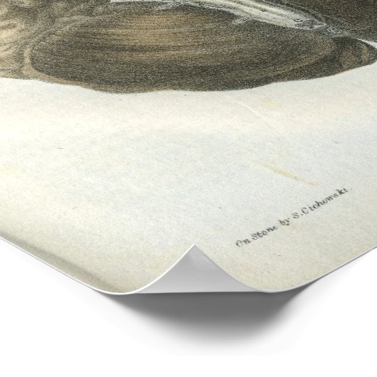 Anatomie afdrukken van humaan hersenzenuwstelsel poster (Hoek)