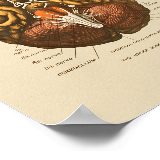 Anatomie afdrukken van humaan hersenzenuwstelsel poster (Hoek)