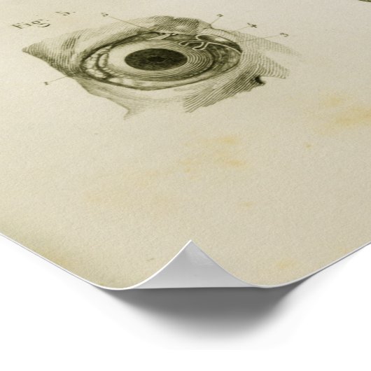 Anatomie afdrukken van menselijke ogen  zicht poster (Hoek)