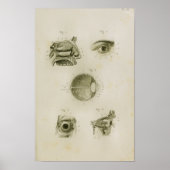 Anatomie afdrukken van menselijke ogen zicht poster (Voorkant)