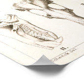 Anatomie afdrukken van mossel en shrew Skulls Vete Poster (Hoek)
