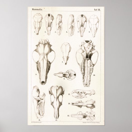 Anatomie afdrukken van mossel en shrew Skulls Vete Poster (Voorkant)