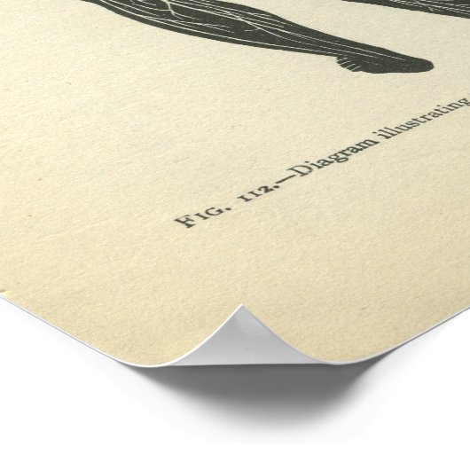 Anatomie Afdrukken Zenuwstelsel Poster (Hoek)