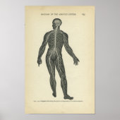 Anatomie Afdrukken Zenuwstelsel Poster (Voorkant)