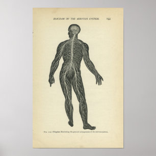 Anatomie Afdrukken Zenuwstelsel Poster