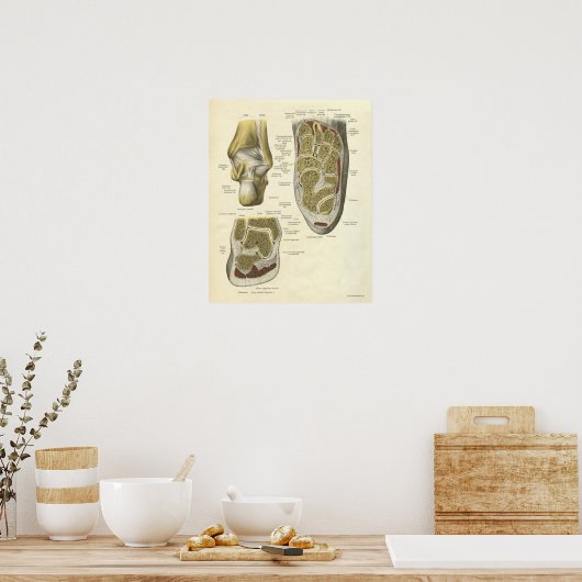 anatomie Afdrukkende Botten van ankle Poster (Keuken)