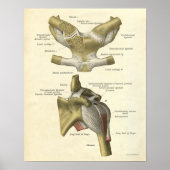  anatomie Afdrukkerij Botten Schouderbedekking Poster (Voorkant)