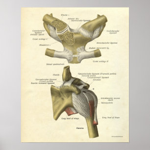 anatomie Afdrukkerij Botten Schouderbedekking Poster