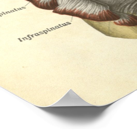 anatomie Afdrukplaat Botten Schoudergewricht Poster (Hoek)