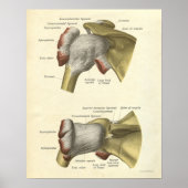 anatomie Afdrukplaat Botten Schoudergewricht Poster (Voorkant)