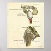anatomie Afdrukplaat Botten Schoudergewricht Poster (Voorkant)