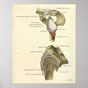 anatomie Afdrukplaat Botten Schoudergewricht Poster