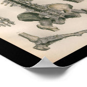 anatomie Afdrukspieren Botten Poster (Hoek)