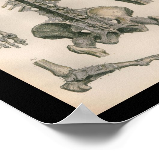  anatomie Afdrukspieren Botten Poster (Hoek)