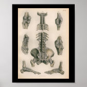  anatomie Afdrukspieren Botten Poster (Voorkant)