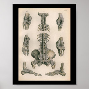 anatomie Afdrukspieren Botten Poster