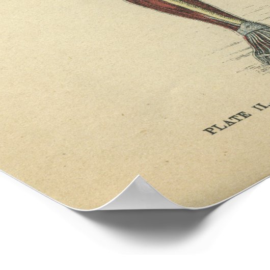  anatomie Afdrukspieren Poster (Hoek)