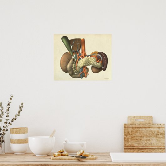  Anatomie Anatomie Poster (Keuken)