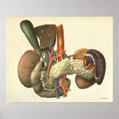  Anatomie Anatomie Poster (Voorkant)