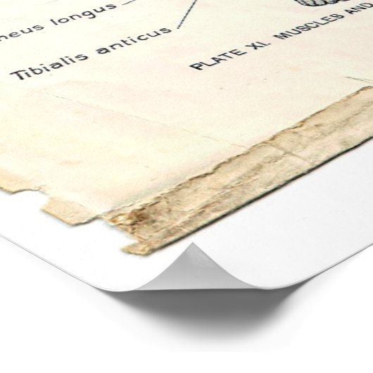 Anatomie Anterieur Poster (Hoek)