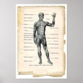 Anatomie Anterieur Poster (Voorkant)