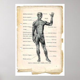 Anatomie Anterieur Poster