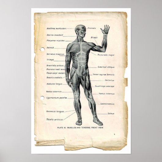 Anatomie Anterieur Poster (Voorkant)