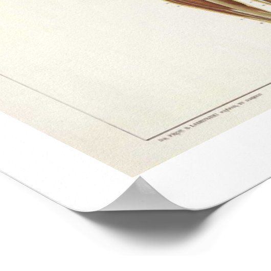 Anatomie Anterieur Poster (Hoek)